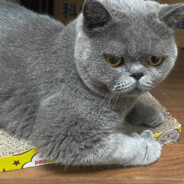 木木慕穆沐暮沙