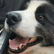 イヌ科動物-犬Ke动物