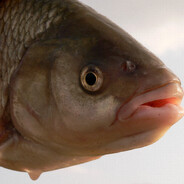 obsceNe - steam id 76561199349362303