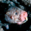 Mole-rat Enjoyer