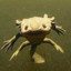 SpiffySalamander7