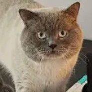 ᵖᵃᵇˢ