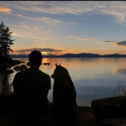 待纸上的树开满鲜花