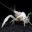 CaucasianCrustacean