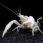 CaucasianCrustacean