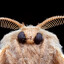 MothEnjoyer