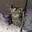 Miyamoto Meowsashi