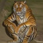 ♥ CORNERED TIGER ♥