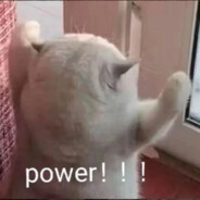 孩子不懂事儿，沙鹰起着玩儿的