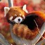 Red Panda 1997