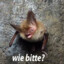 Avatar of Fledermaus