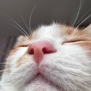 Негретосік