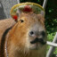 Capybara ara ara