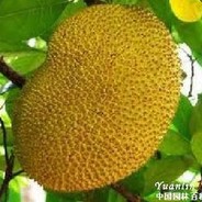 人间大炮-伊巴卡