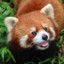 Happy Red Panda