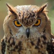 Дмитрий Филин