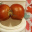Tomatenocu