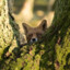 ConcealedFox70