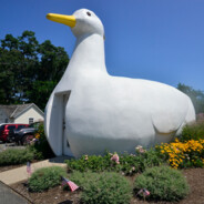 A Big Duck