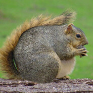 жирный белка пузо