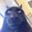 .Dante