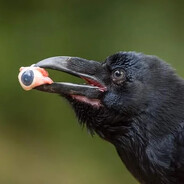 VossiBop