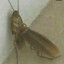 COCKroach