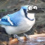 Blue Jay