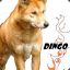 Evil.Dingo