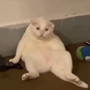 暗黑哈基米大王