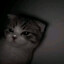 Tmchai&lt;3