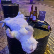 全村寡妇的福音