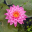 Water lily