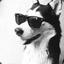 Cool_dog