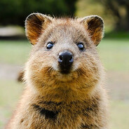 XQuokkaÁ
