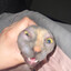 sphynx but with pubes