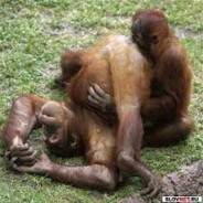 Яндекс ЕЛДА