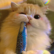 叙利亚战斗的猫