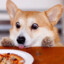 WasabiFlavouredCorgi