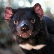 The Tasmanian Devil