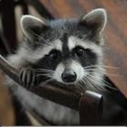 TIMOXA (американо)