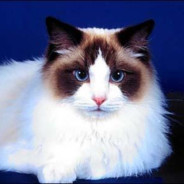 霹雳无敌黄金至尊旋转