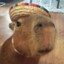 capybara