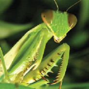 Lord Mantis avatar