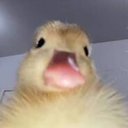 مهندس دلستر است؟