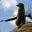 The_Gunner_Meerkat