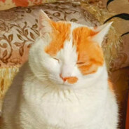 不吃香菜的鲸鱼