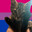 Logie Bear avatar