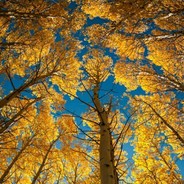 我願一直向著陽光