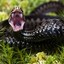 Black_Viper